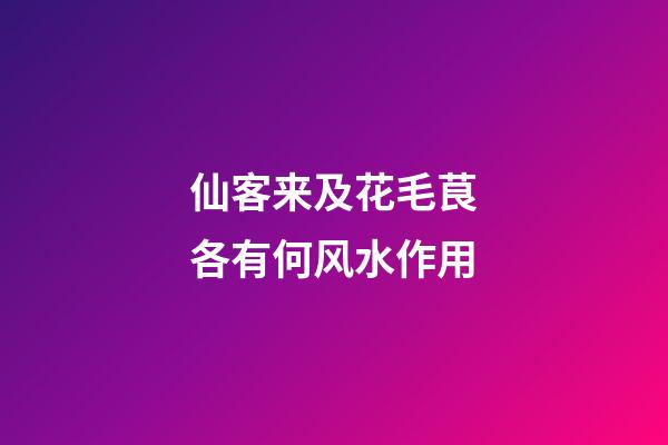 仙客来及花毛茛各有何风水作用?