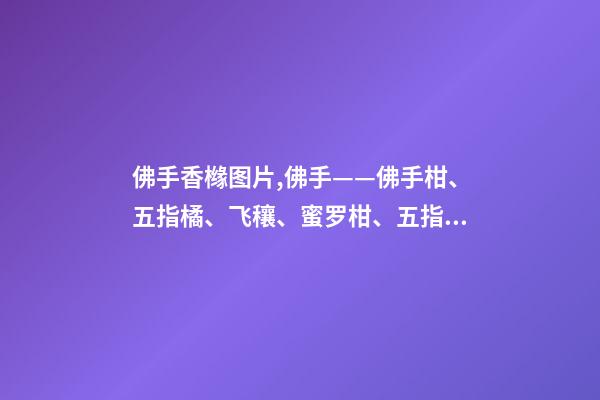佛手香橼图片,佛手——佛手柑、五指橘、飞穰、蜜罗柑、五指香橼、五指柑-第1张-观点-玄机派