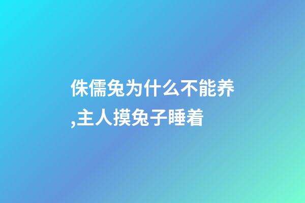 侏儒兔为什么不能养,主人摸兔子睡着-第1张-观点-玄机派