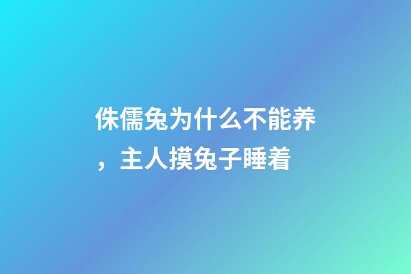 侏儒兔为什么不能养，主人摸兔子睡着-第1张-观点-玄机派