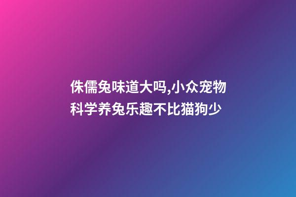 侏儒兔味道大吗,小众宠物科学养兔乐趣不比猫狗少-第1张-观点-玄机派