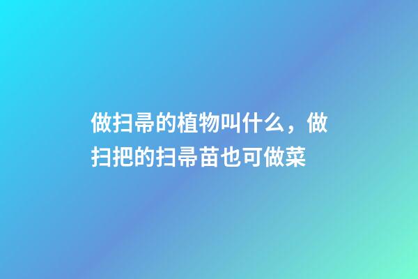 做扫帚的植物叫什么，做扫把的扫帚苗也可做菜-第1张-观点-玄机派