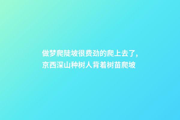 做梦爬陡坡很费劲的爬上去了,京西深山种树人背着树苗爬坡-第1张-观点-玄机派