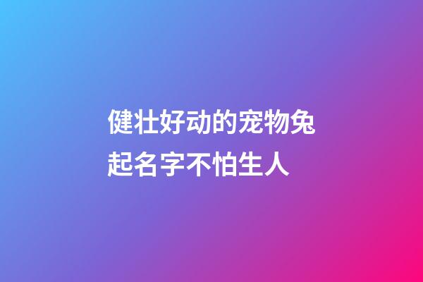 健壮好动的宠物兔起名字不怕生人