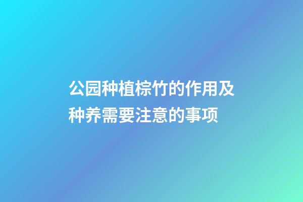 公园种植棕竹的作用及种养需要注意的事项