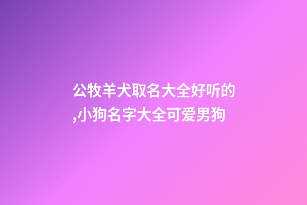 公牧羊犬取名大全好听的,小狗名字大全可爱男狗-第1张-观点-玄机派