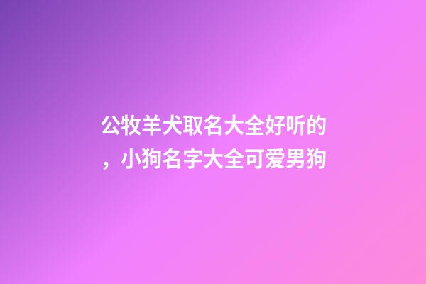公牧羊犬取名大全好听的，小狗名字大全可爱男狗-第1张-观点-玄机派