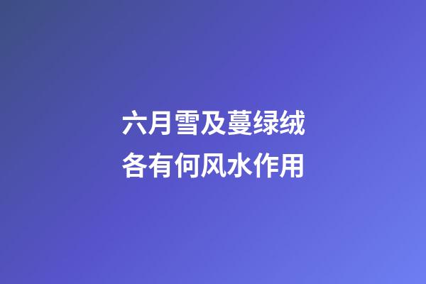 六月雪及蔓绿绒各有何风水作用?