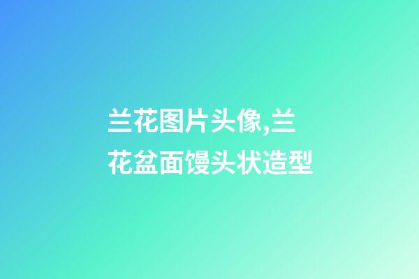 兰花图片头像,兰花盆面馒头状造型-第1张-观点-玄机派