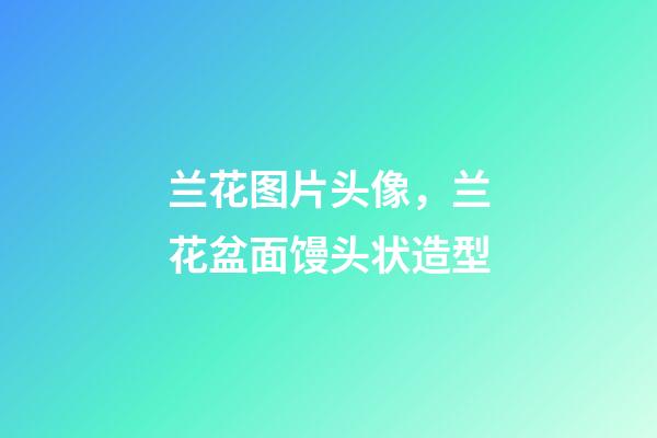 兰花图片头像，兰花盆面馒头状造型-第1张-观点-玄机派