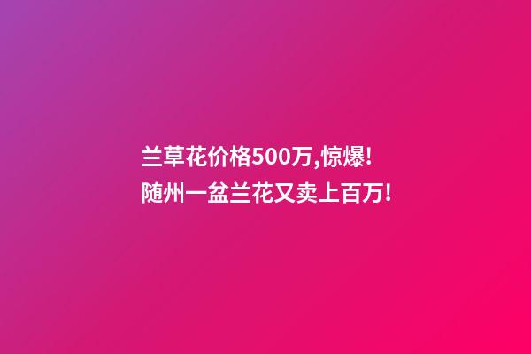 兰草花价格500万,惊爆!随州一盆兰花又卖上百万!-第1张-观点-玄机派
