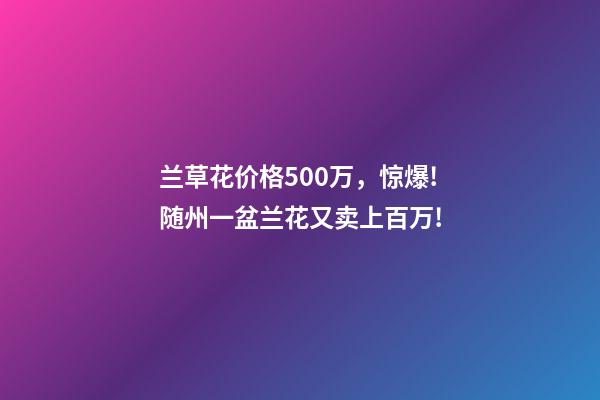 兰草花价格500万，惊爆!随州一盆兰花又卖上百万!-第1张-观点-玄机派