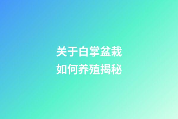 关于白掌盆栽如何养殖揭秘