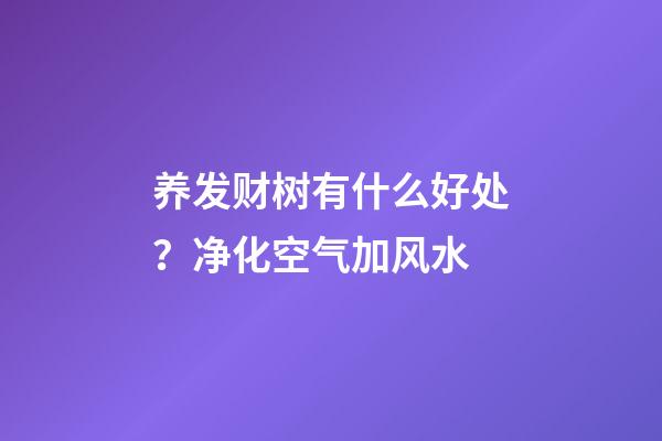 养发财树有什么好处？净化空气加风水