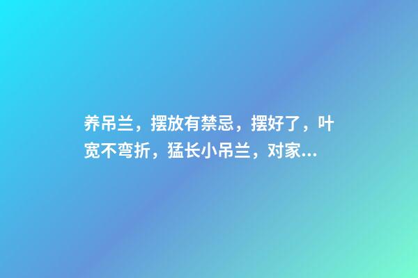 养吊兰，摆放有禁忌，摆好了，叶宽不弯折，猛长小吊兰，对家人好