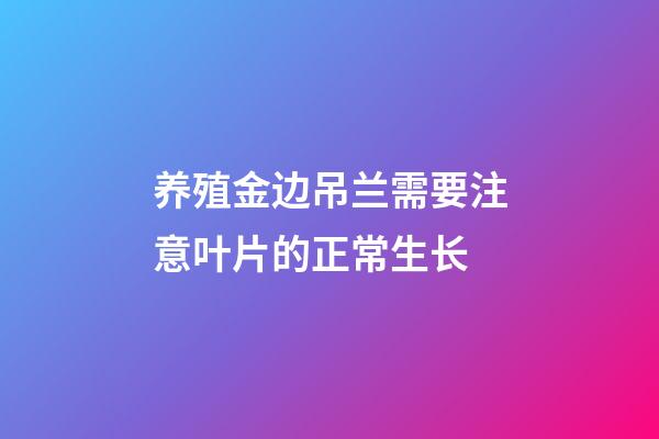 养殖金边吊兰需要注意叶片的正常生长