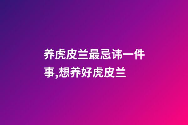 养虎皮兰最忌讳一件事,想养好虎皮兰-第1张-观点-玄机派