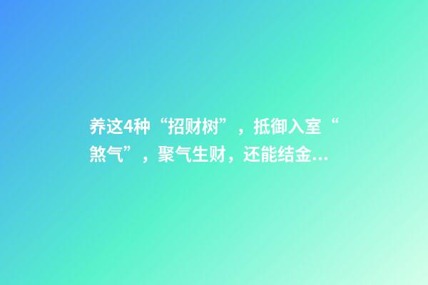 养这4种“招财树”，抵御入室“煞气”，聚气生财，还能结金果子