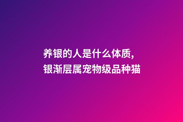 养银的人是什么体质,银渐层属宠物级品种猫-第1张-观点-玄机派