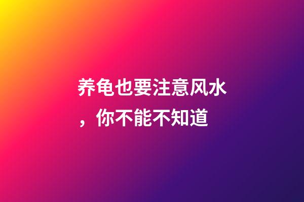 养龟也要注意风水，你不能不知道