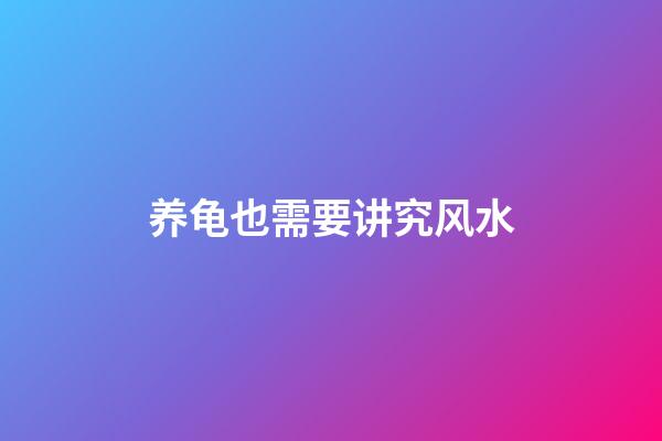 养龟也需要讲究风水