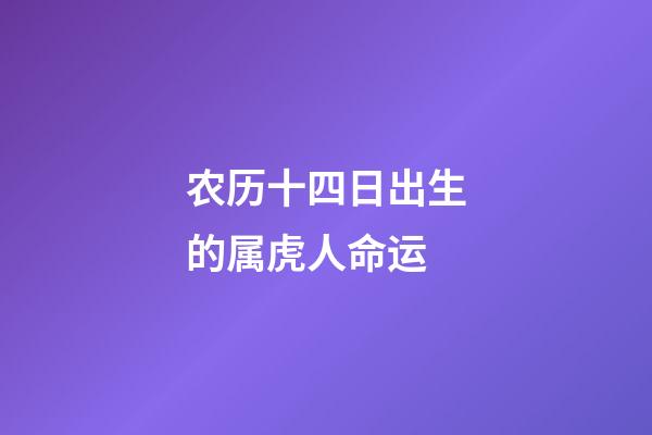 农历十四日出生的属虎人命运