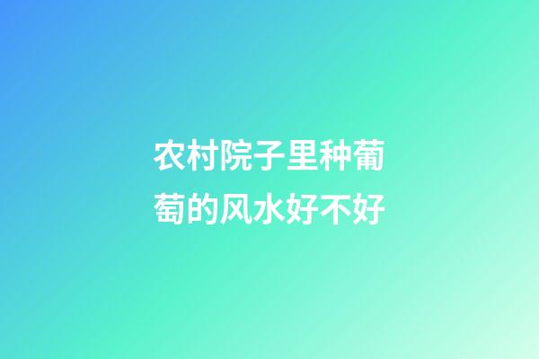 农村院子里种葡萄的风水好不好