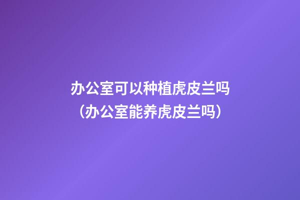办公室可以种植虎皮兰吗（办公室能养虎皮兰吗）
