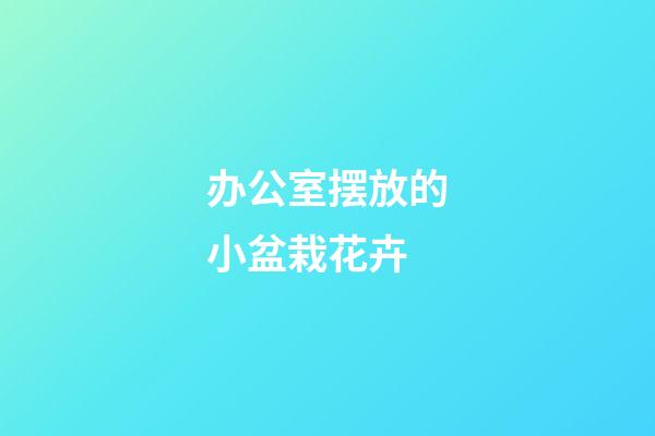 办公室摆放的小盆栽花卉