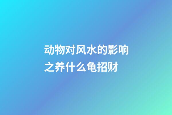 动物对风水的影响之养什么龟招财