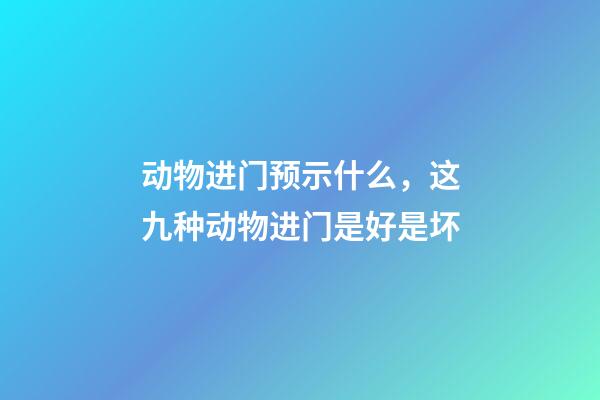 动物进门预示什么，这九种动物进门是好是坏