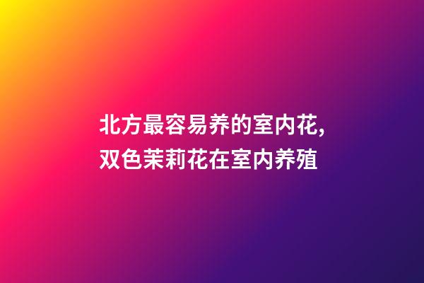北方最容易养的室内花,双色茉莉花在室内养殖-第1张-观点-玄机派