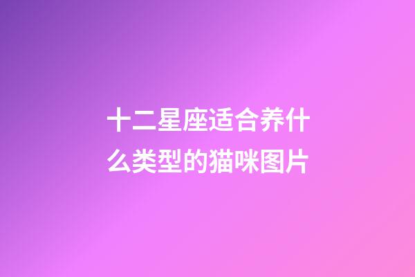 十二星座适合养什么类型的猫咪图片-第1张-星座运势-玄机派