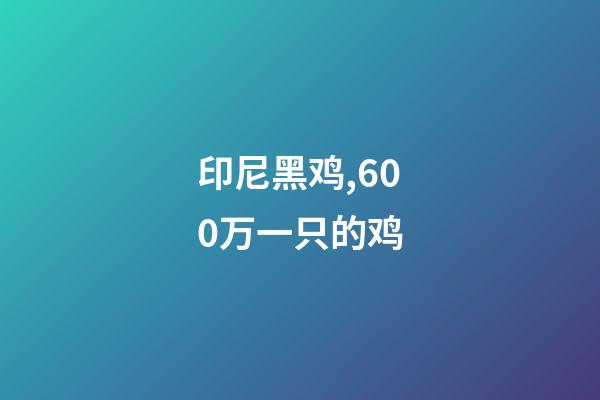 印尼黑鸡,600万一只的鸡-第1张-观点-玄机派
