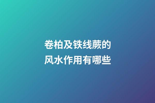 卷柏及铁线蕨的风水作用有哪些?