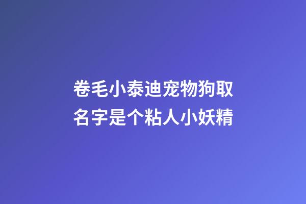 卷毛小泰迪宠物狗取名字是个粘人小妖精
