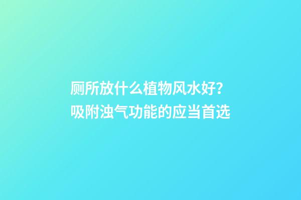 厕所放什么植物风水好？吸附浊气功能的应当首选