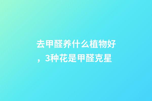 去甲醛养什么植物好，3种花是甲醛克星-第1张-观点-玄机派