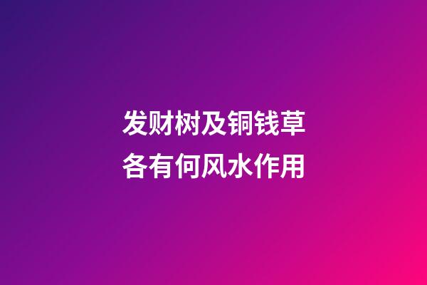 发财树及铜钱草各有何风水作用?