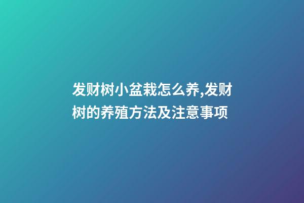 发财树小盆栽怎么养,发财树的养殖方法及注意事项-第1张-观点-玄机派