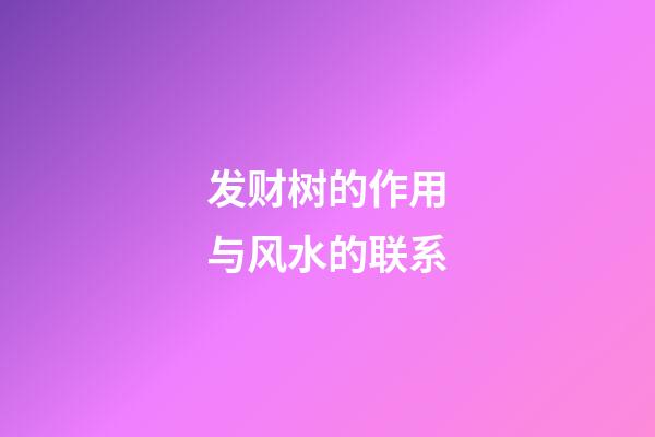 发财树的作用与风水的联系