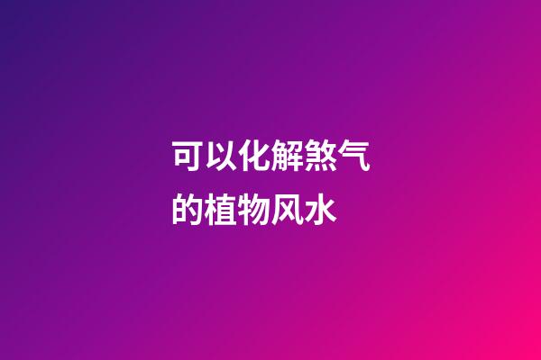 可以化解煞气的植物风水