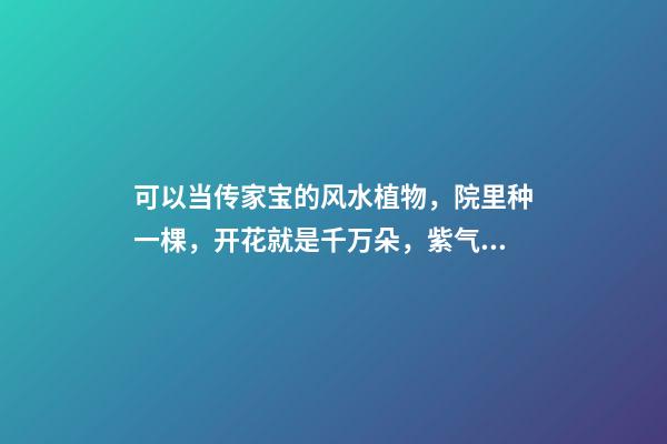 可以当传家宝的风水植物，院里种一棵，开花就是千万朵，紫气东来