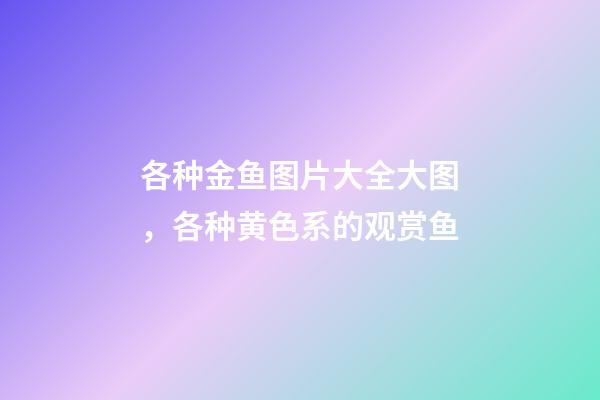 各种金鱼图片大全大图，各种黄色系的观赏鱼-第1张-观点-玄机派