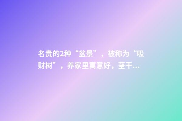 名贵的2种“盆景”，被称为“吸财树”，养家里寓意好，茎干好看