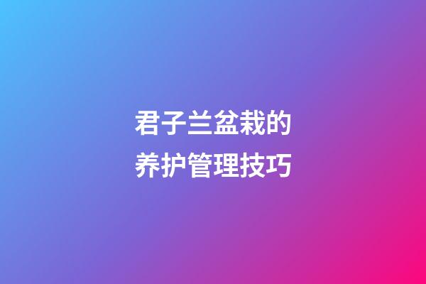 君子兰盆栽的养护管理技巧