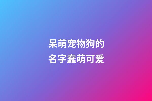 呆萌宠物狗的名字蠢萌可爱