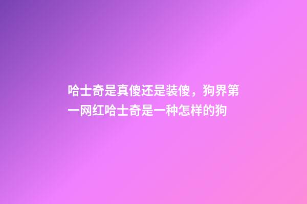 哈士奇是真傻还是装傻，狗界第一网红哈士奇是一种怎样的狗-第1张-观点-玄机派