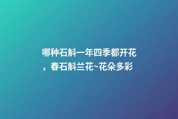 哪种石斛一年四季都开花，春石斛兰花~花朵多彩-第1张-观点-玄机派