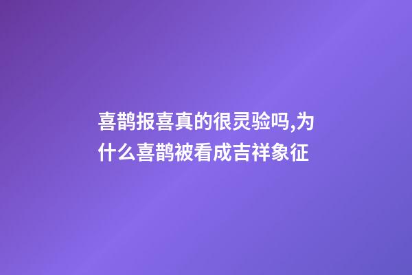 喜鹊报喜真的很灵验吗,为什么喜鹊被看成吉祥象征-第1张-观点-玄机派
